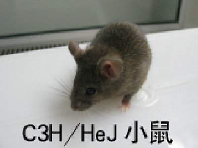 C3H HeJ小鼠