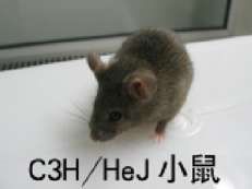 C3H HeJ小鼠
